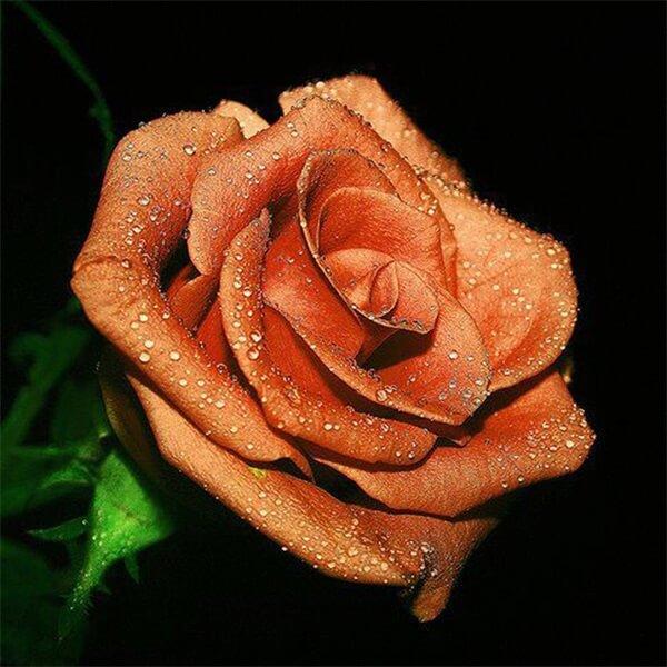 Orange Rose