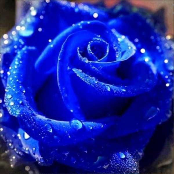 Glistening Blue Rose