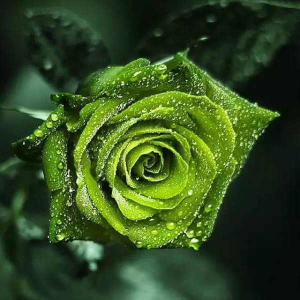 Green Rose